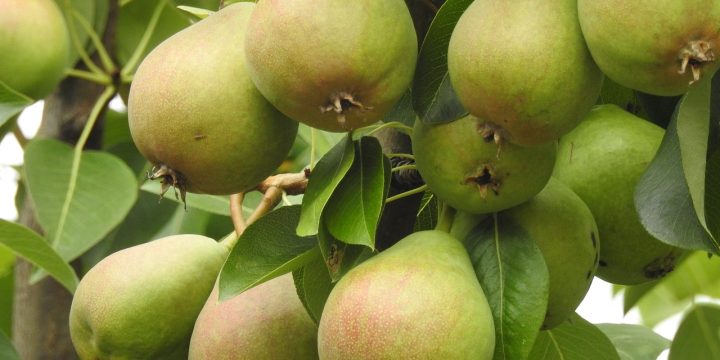 Fruitboomverzorging: gereedschappen en technieken voor een overvloedige oogst.